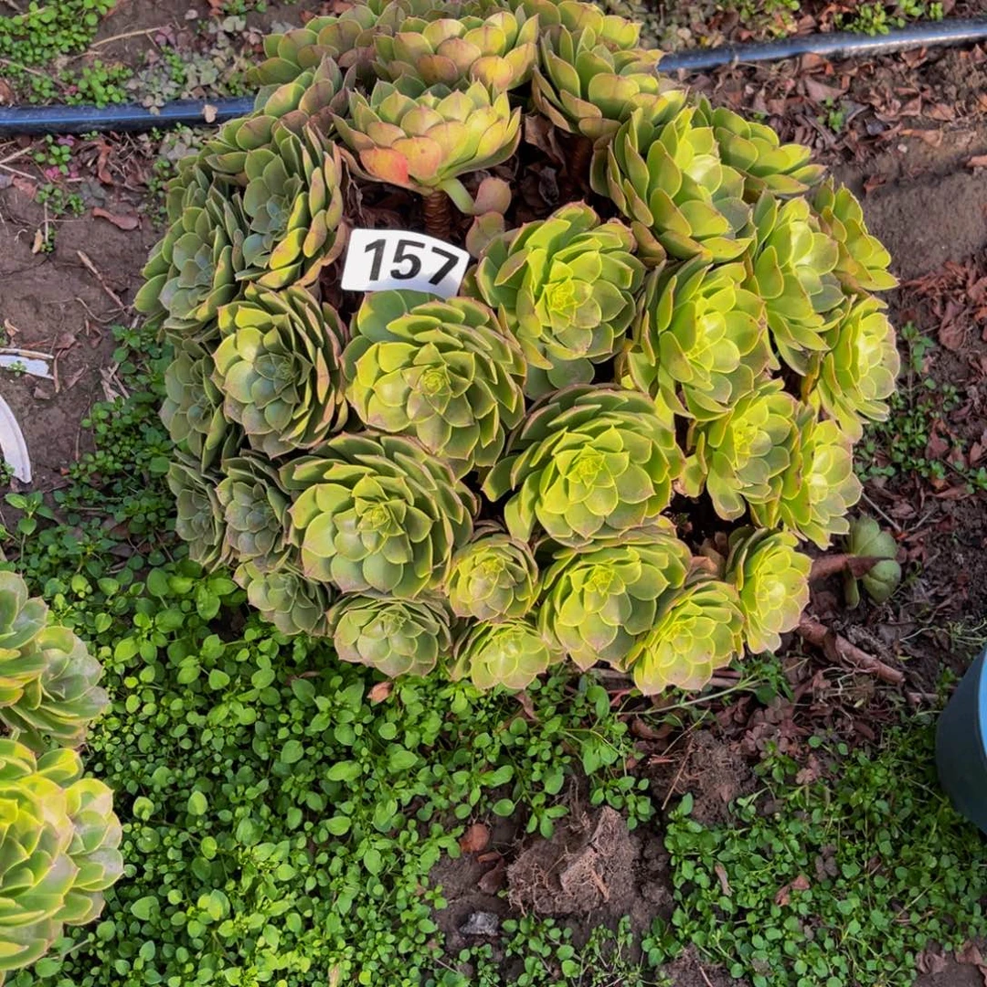 万圣节法师14/////-39包邮