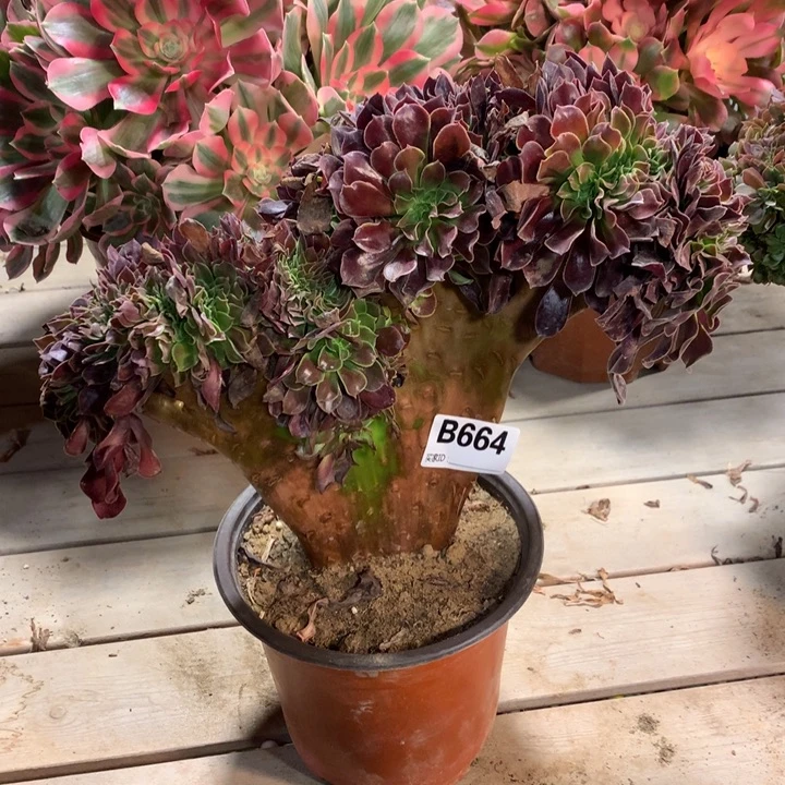 664欧紫缀多肉法师