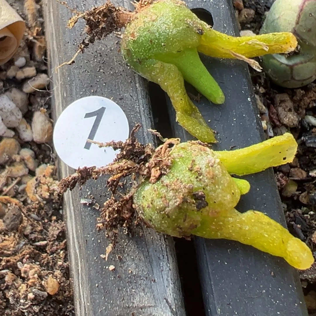 J***轩多肉植物111111111111111