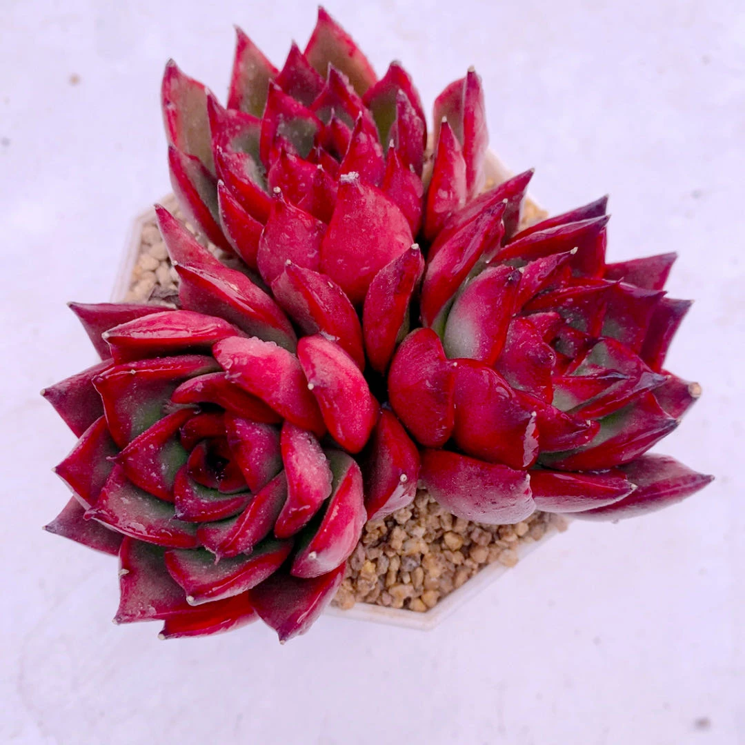 组三野马东云送八角盆土32