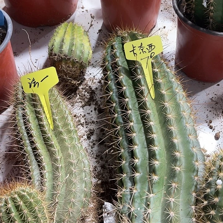 黄金酒杯，法一，卡奈西70号