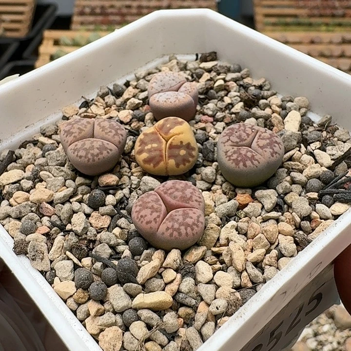 毛*蘭23525清框特价彩套奔