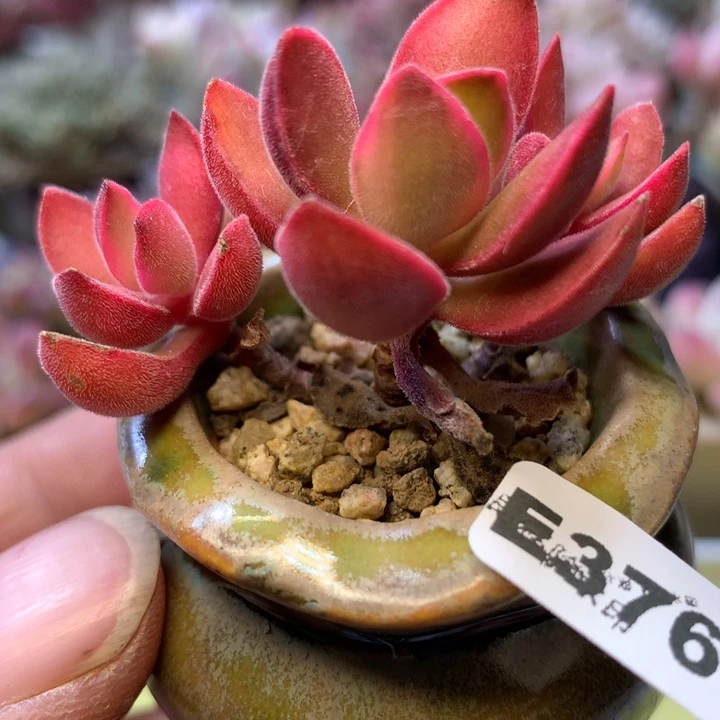 E376一物一拍带盆发