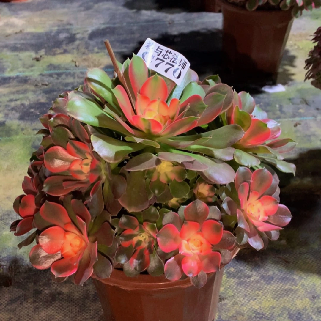 【闪购商品】770香妃