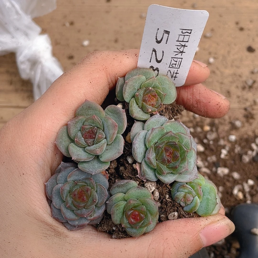 多肉植物多肉植物528