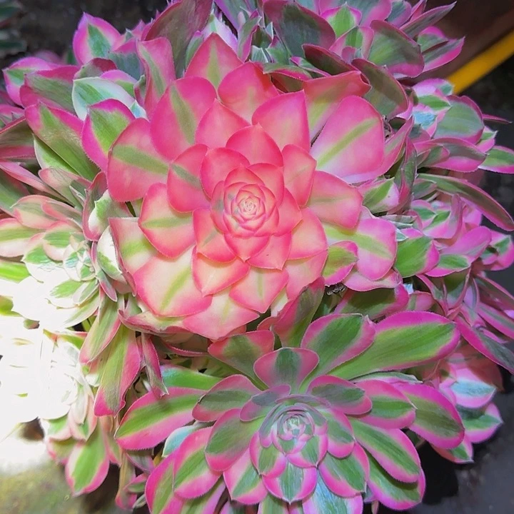 c***烟精品粉女郎捧花特价福利24