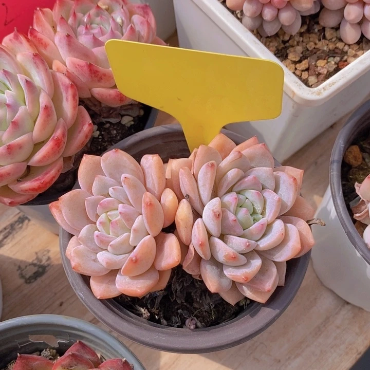 ?****王多肉植物，开心多肉