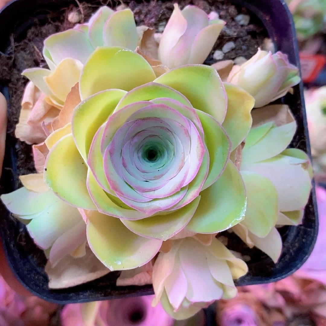 小玉手捧一物一拍003