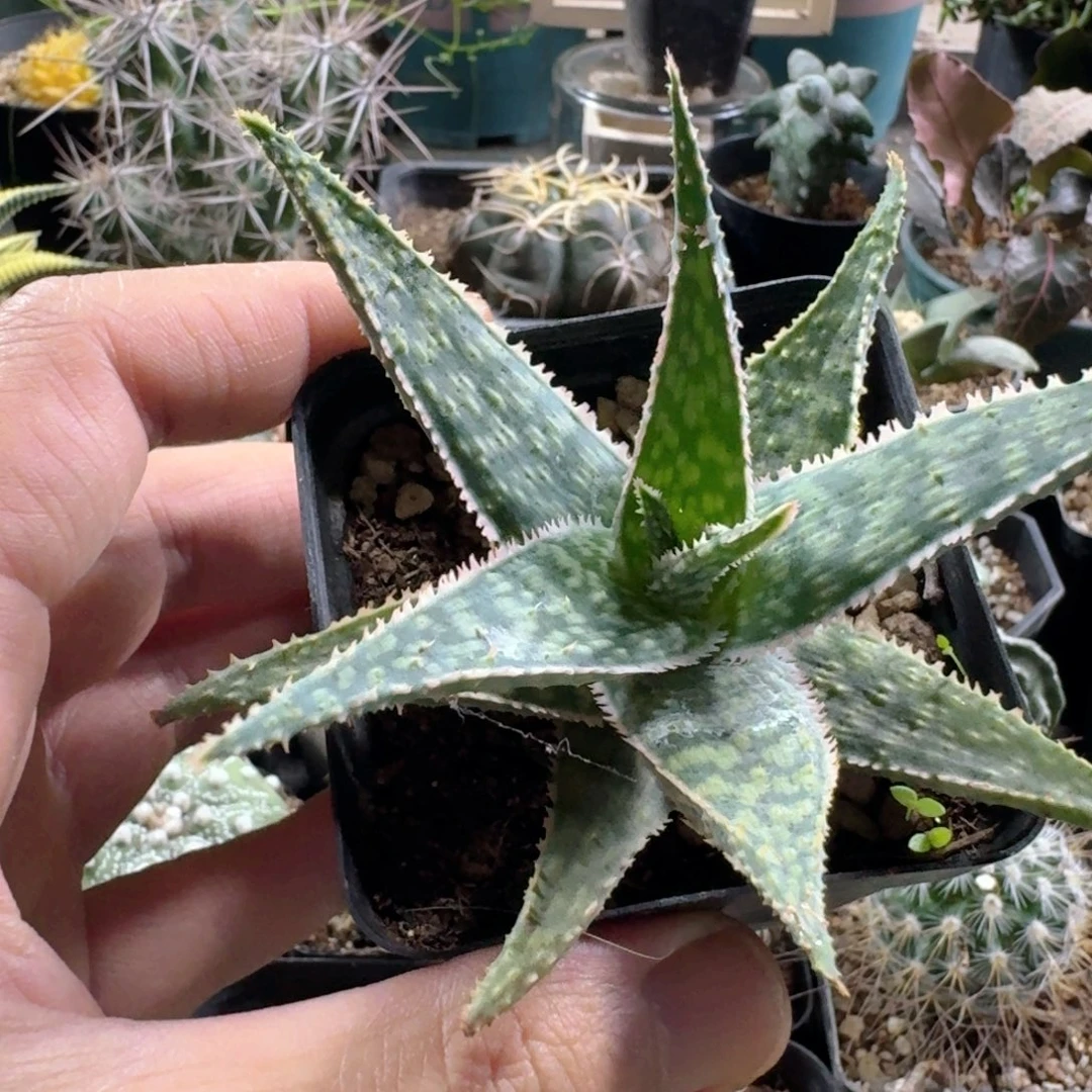 374园艺芦荟脱土发货