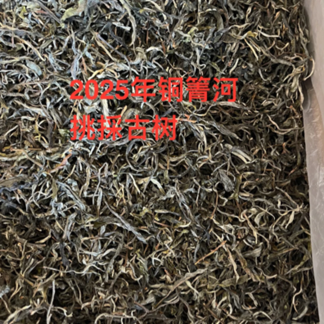 2025年春铜箐河古树挑采 25克品鉴装，无茶样介意者慎拍