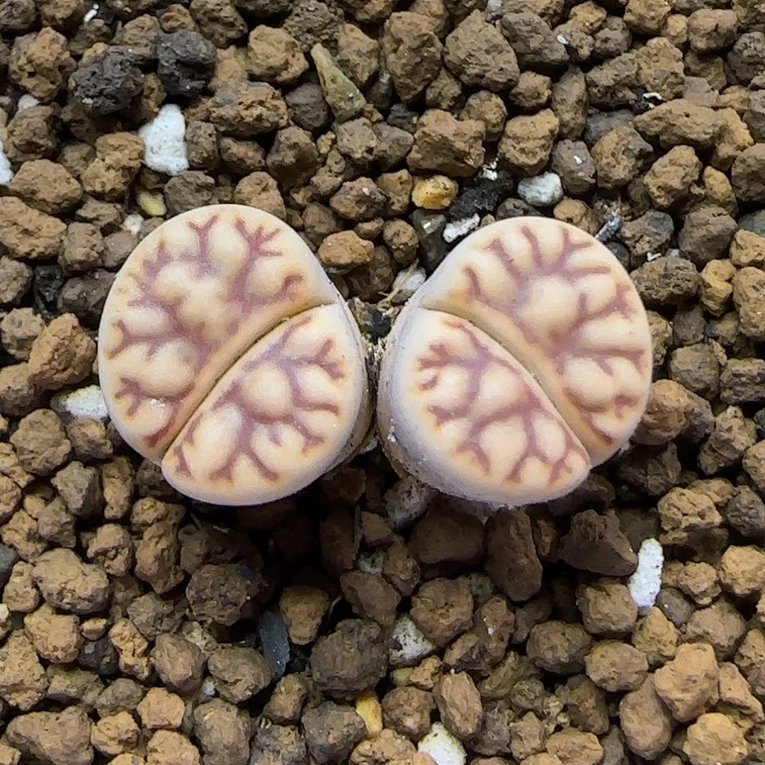 11.23. 雀卵玉.9010冠幅1.9cm