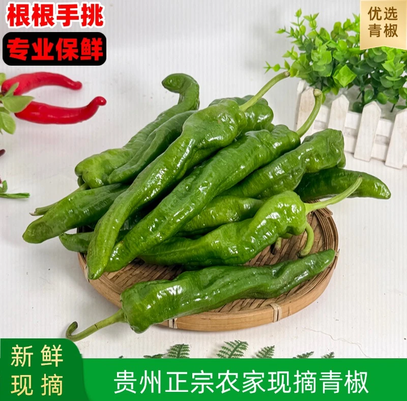 【活动福利价】贵州威宁新鲜农家自种薄皮青红辣椒露天种植炒菜蔬菜