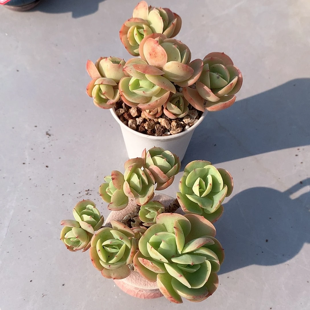 鸡蛋碧桃多肉两颗