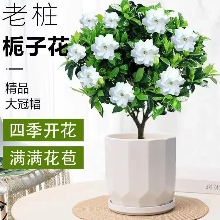 浓香型栀子花盆栽室内外四季开花带花苞好养活绿植