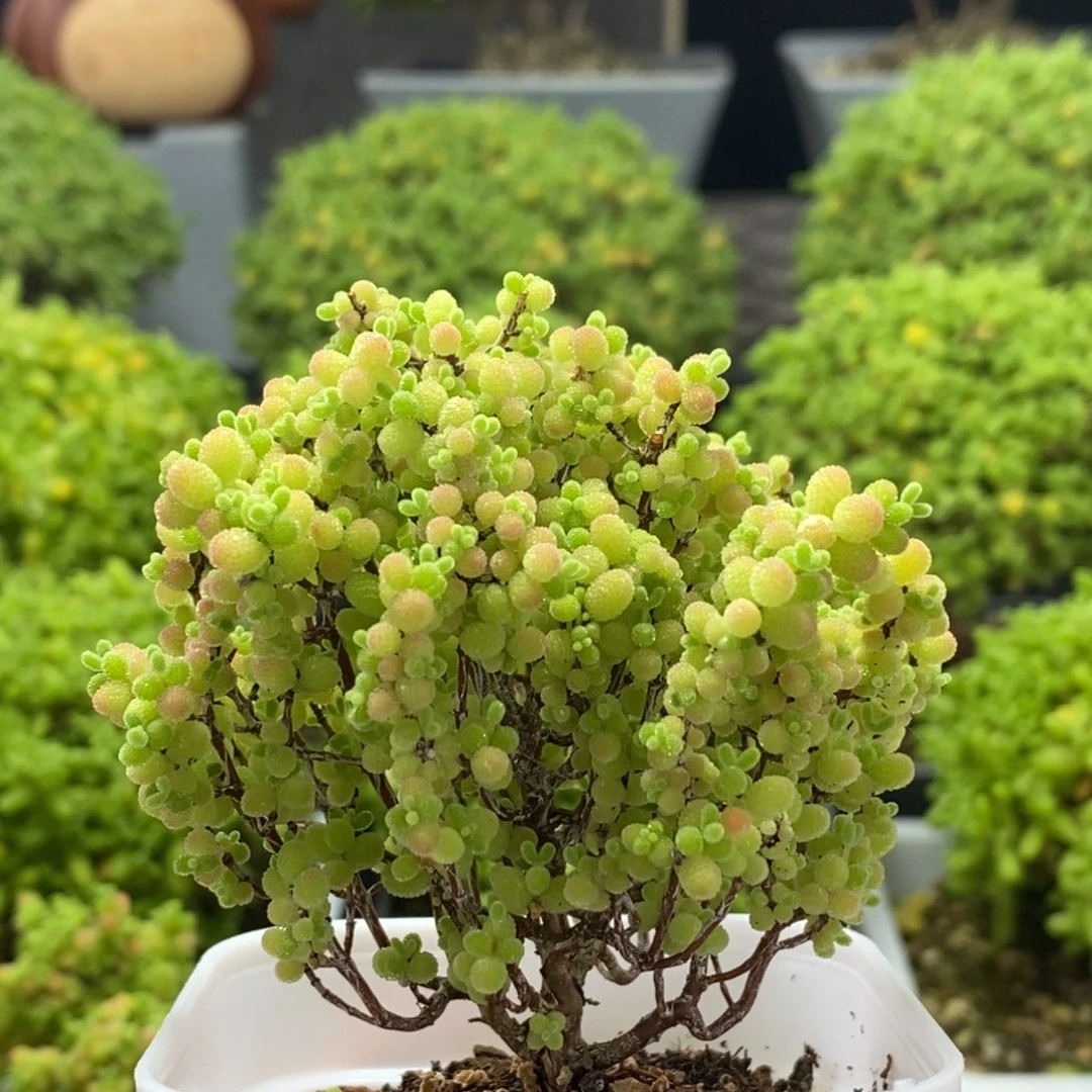 小****蜜橘糖球0073枝干番杏