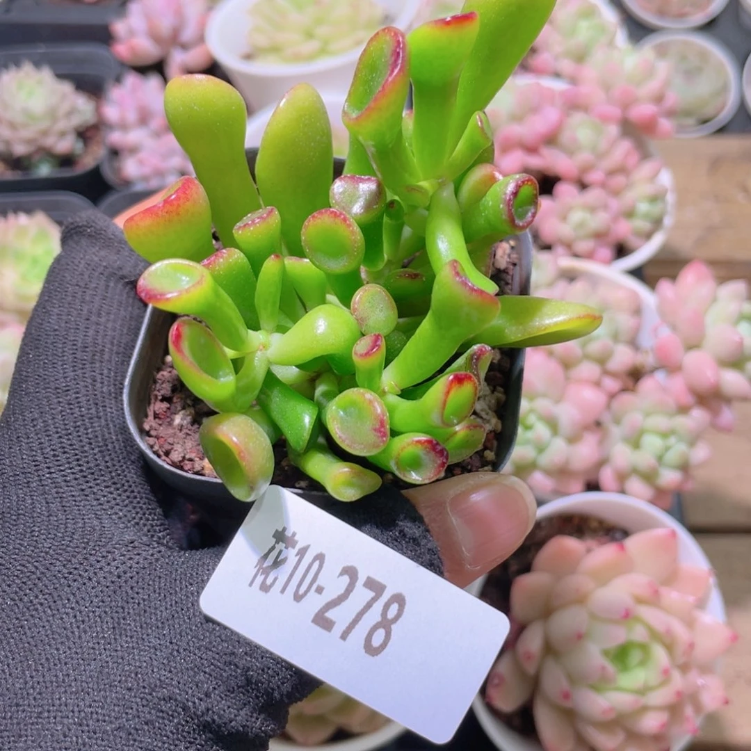 有*甜花利美10-278吸财树