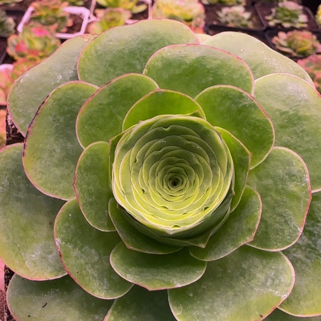 挚爱单头134343438686865273