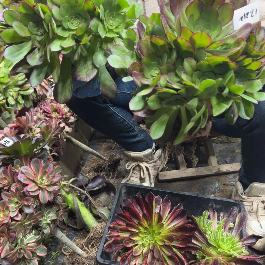 232雨荷轮回一颗 28.8