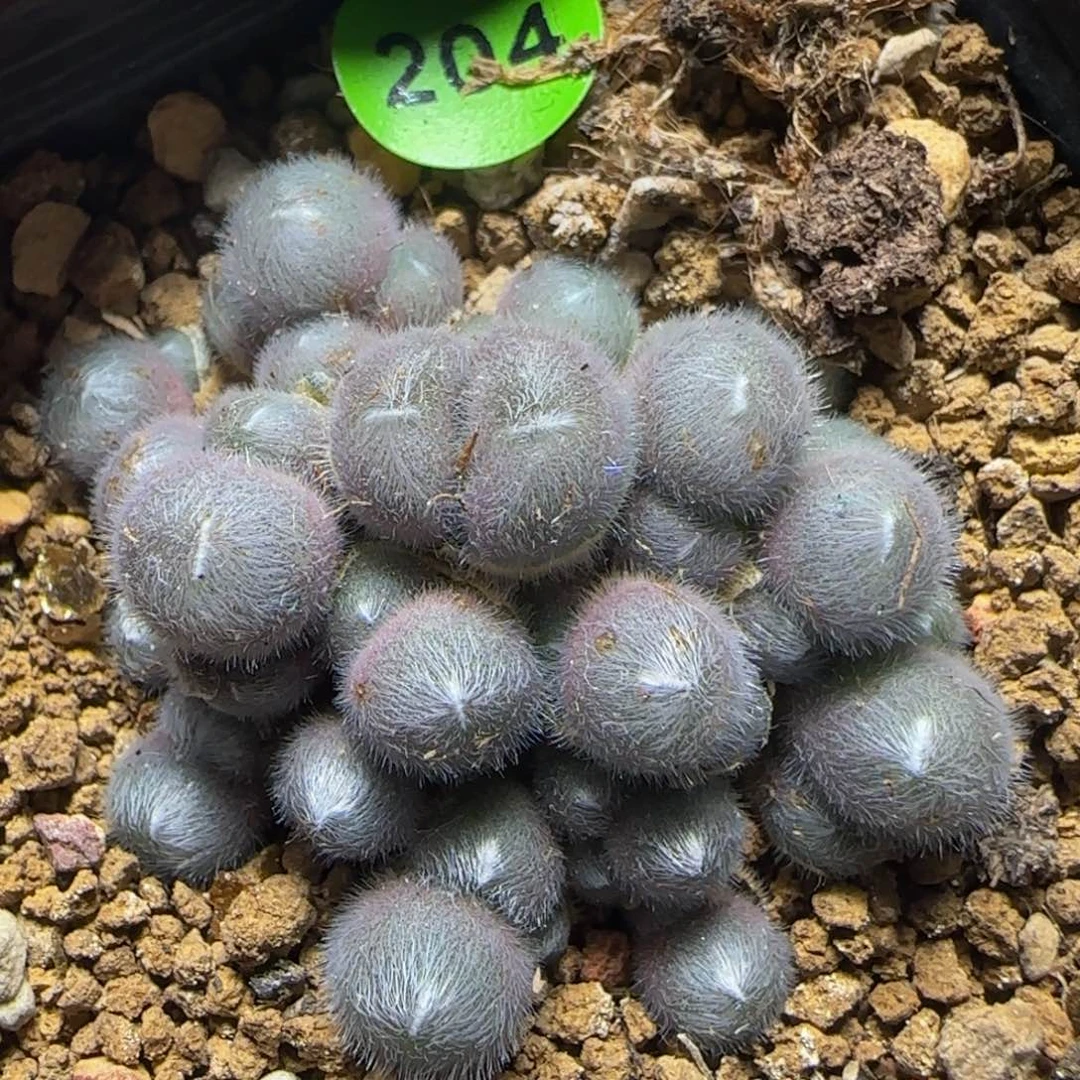 PVB3265多肉植物204