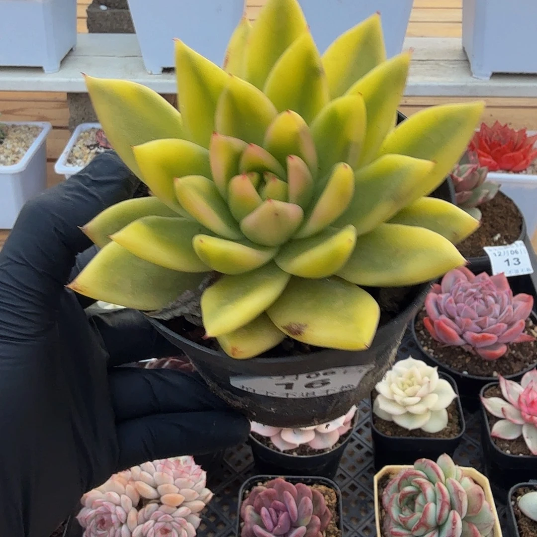 1206-16乌木玛丽亚锦