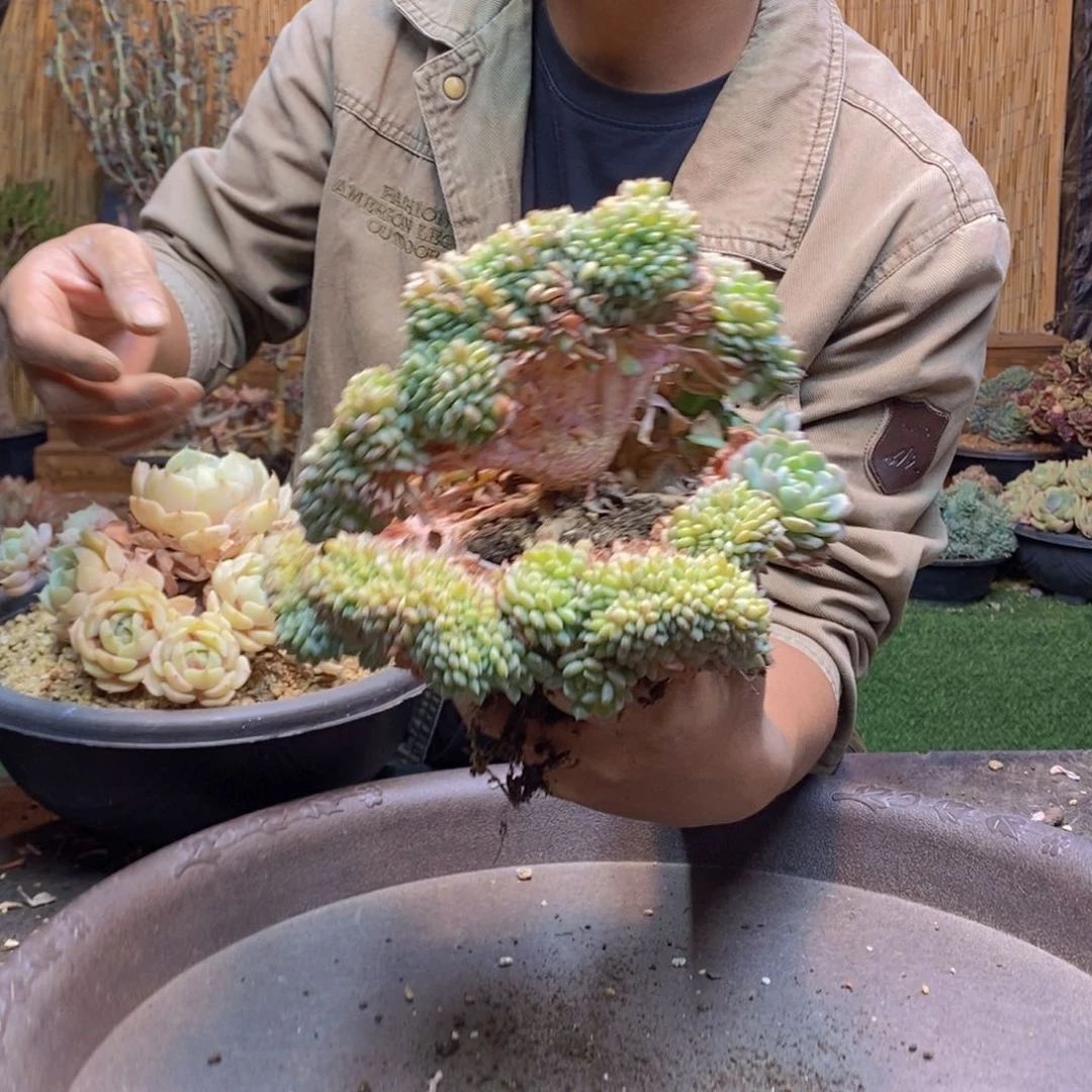 木*义108号号红蜻蜓多肉