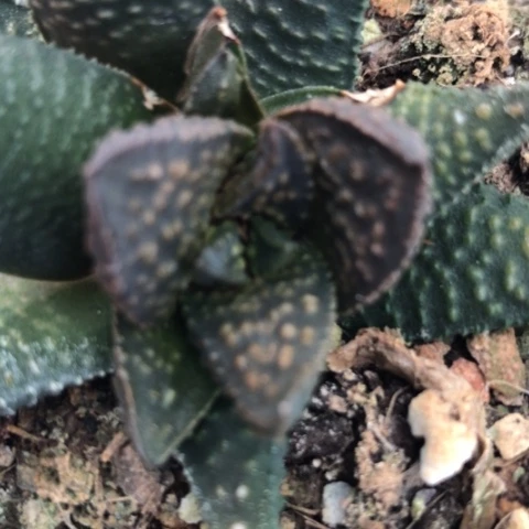 健**福流星侧牙无根硬叶硬叶