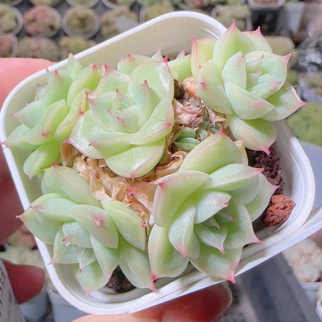 花语逸镜1103-103散