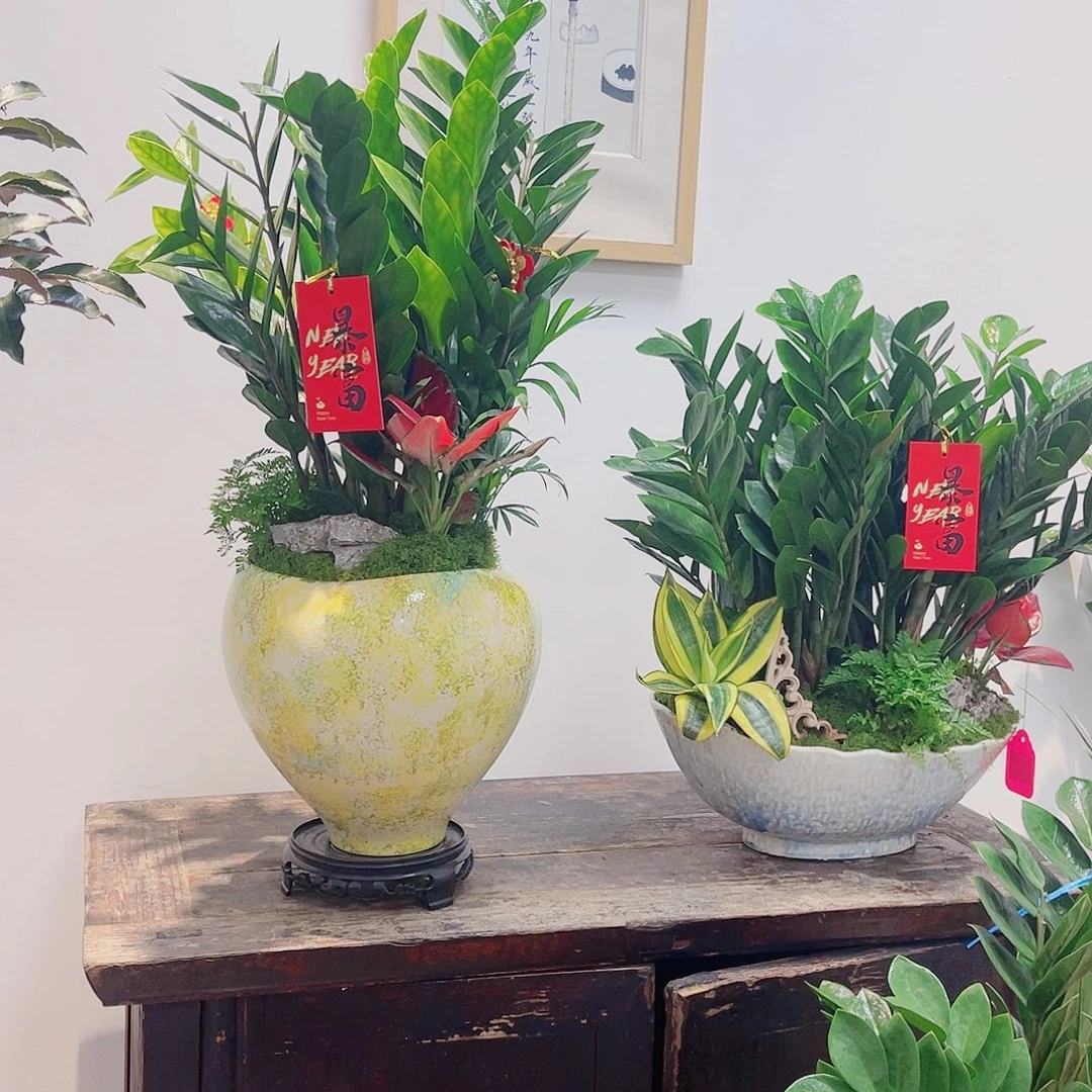 无花朵高端盆景一物一拍