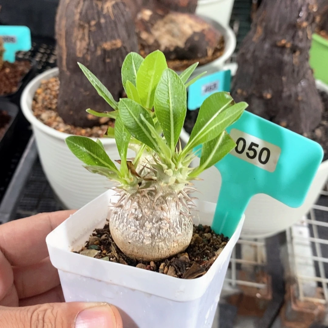 会比大黑多肉植物