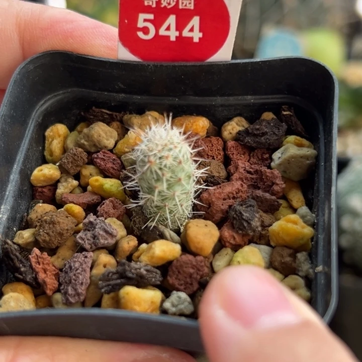 实生马贼1cm一棵仙人球