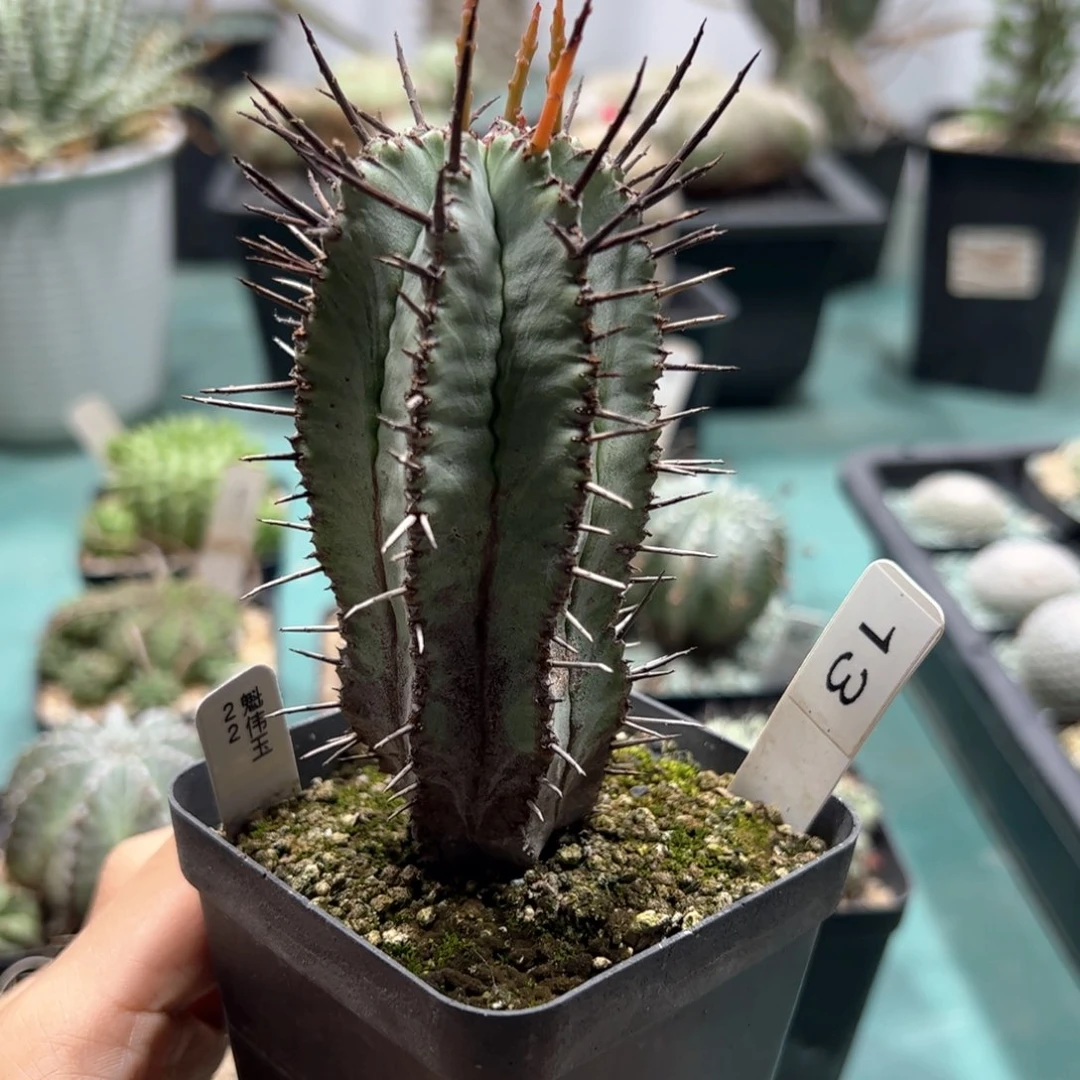 13号 魁伟玉 侧芽繁殖脱土发货