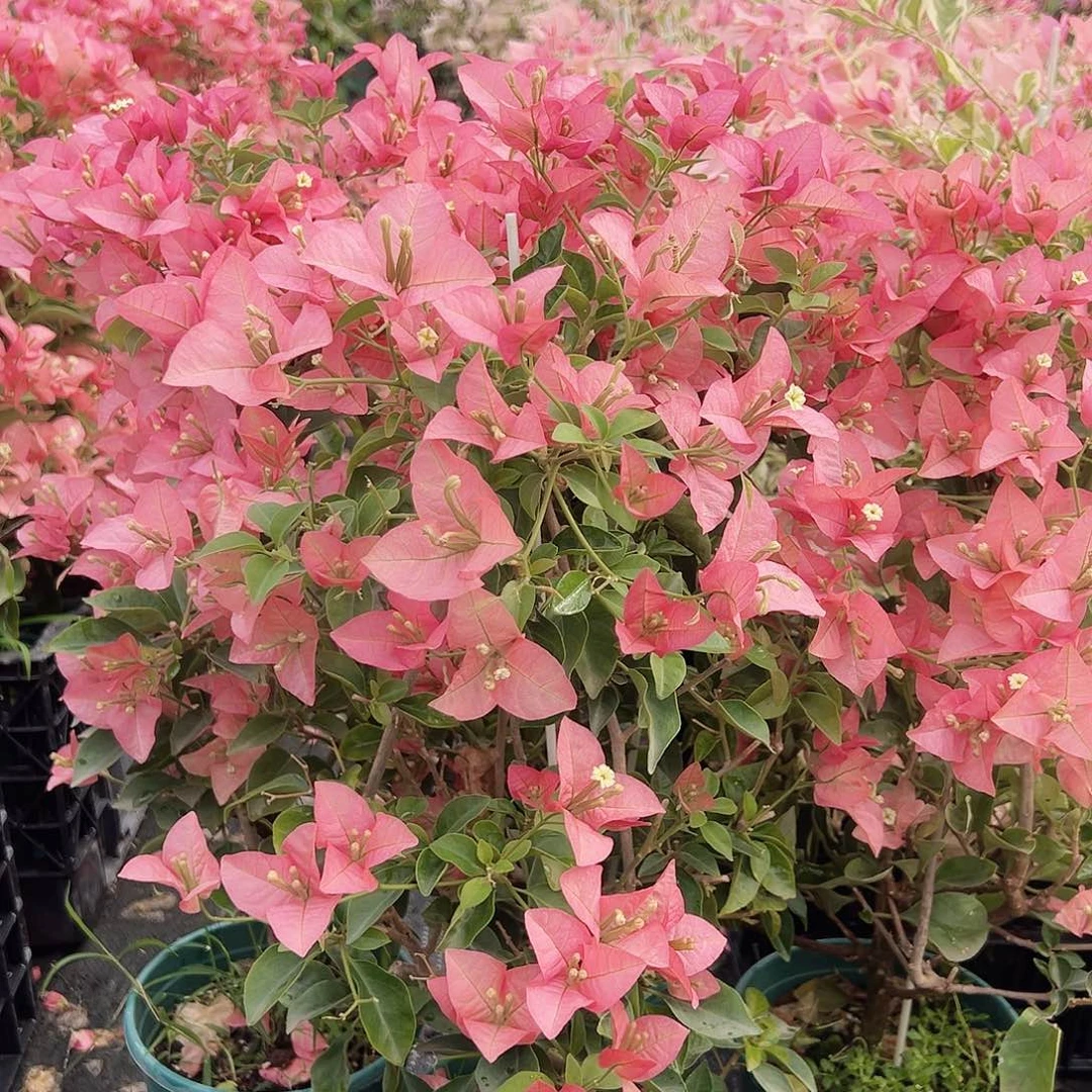 大部分花苞少量开放卡亚塔带竹一棵