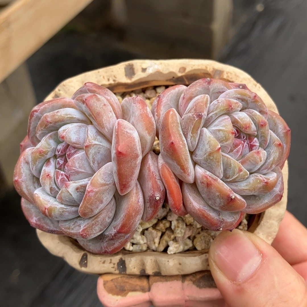 星影石榴籽 一物一拍不支持退换