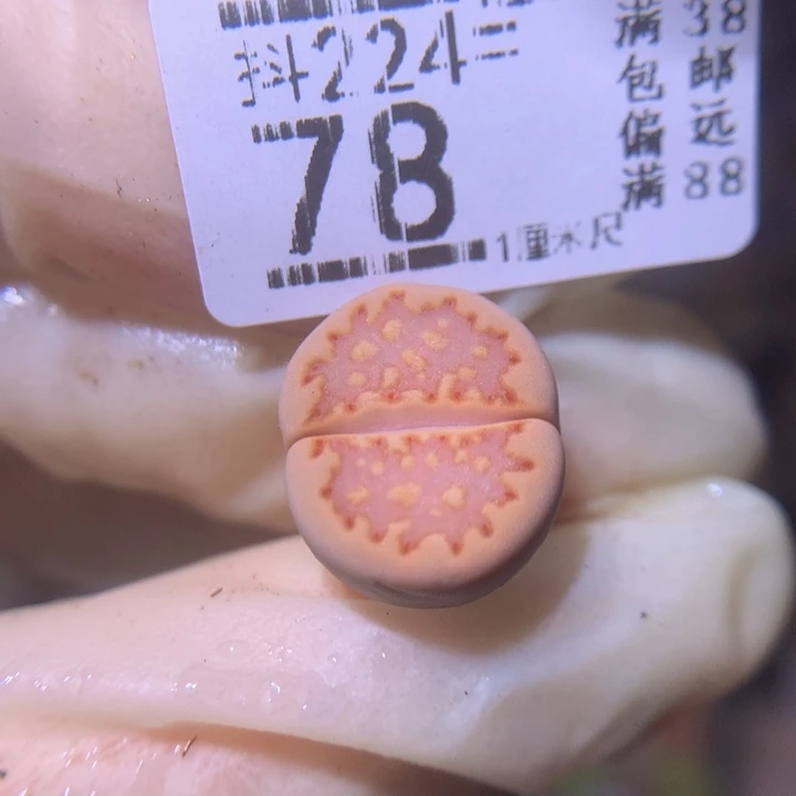 酒****?精品生石花224.78