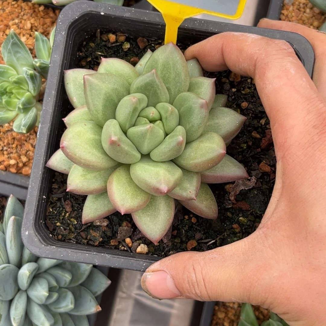 多肉植物米奇林901