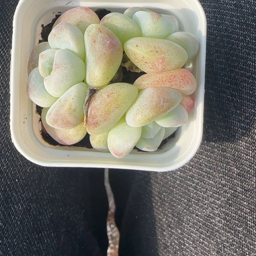 小卡拉米糖心一物一拍