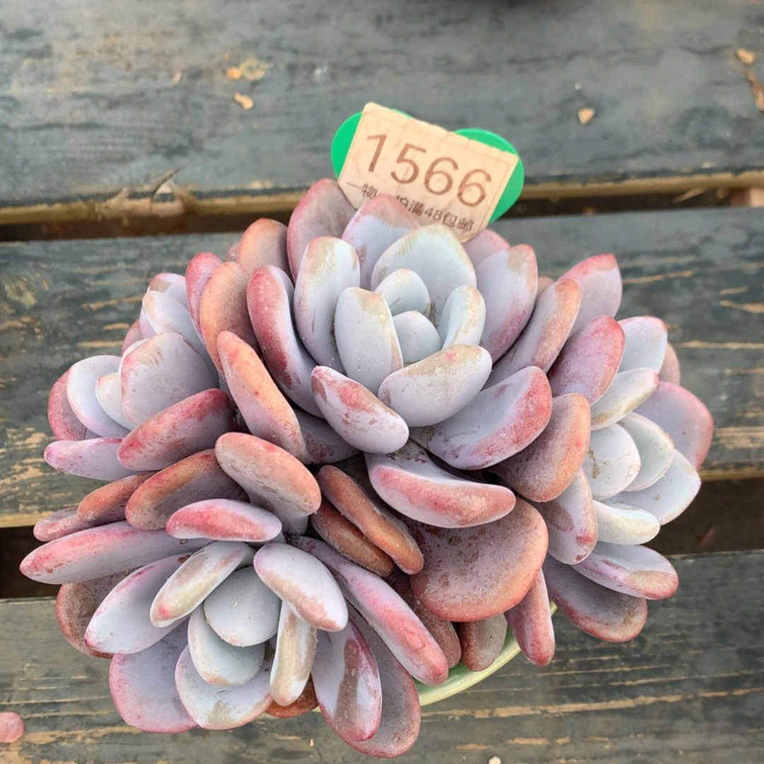 拉拉奶无砍老桩1566