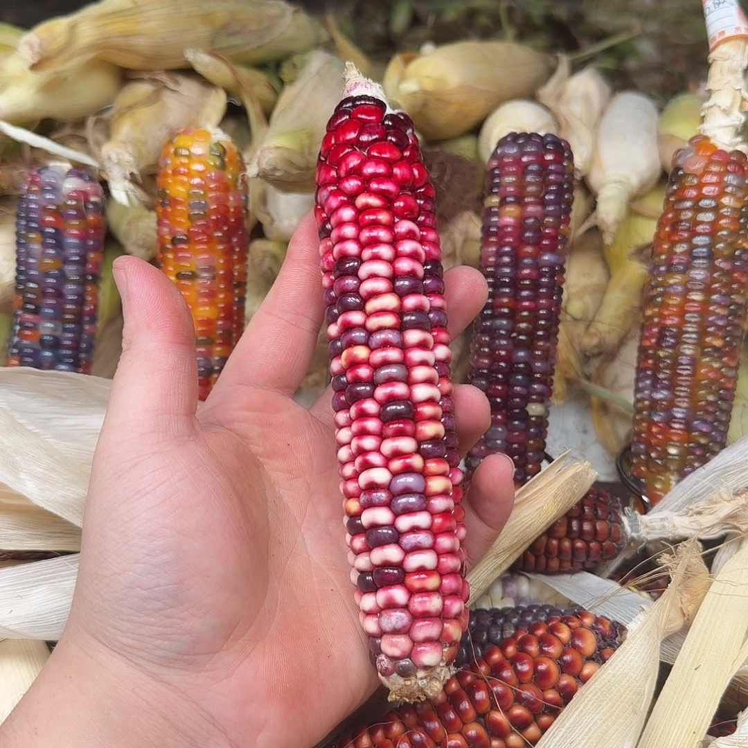 小***作大叶紫檀（黑酸枝木类）