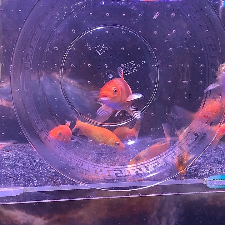 蝴蝶鲤鱼普身红蝴蝶鲤