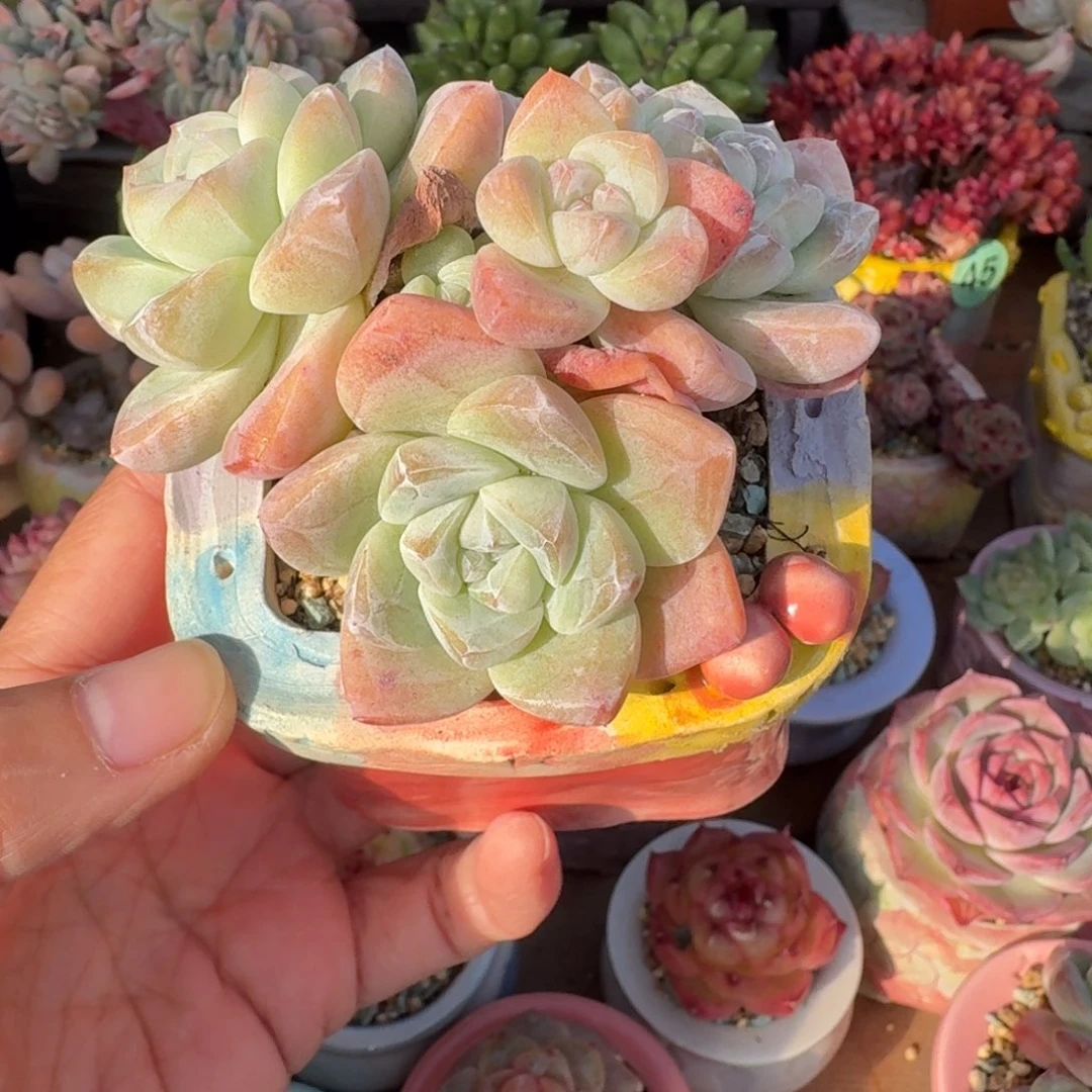 冰玉 多肉含盆土 一物一拍