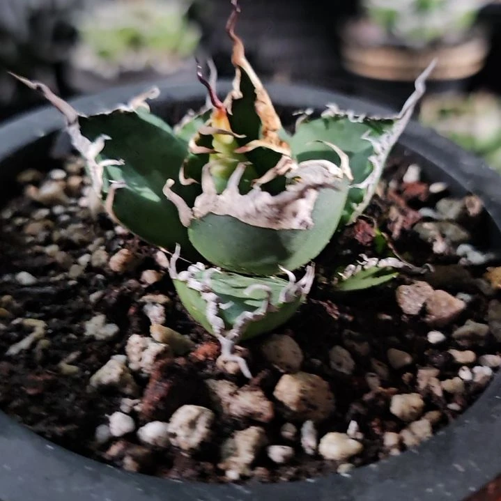 吸血鬼 顶芽: 基因保证非组培 (直播特价/下播结束)