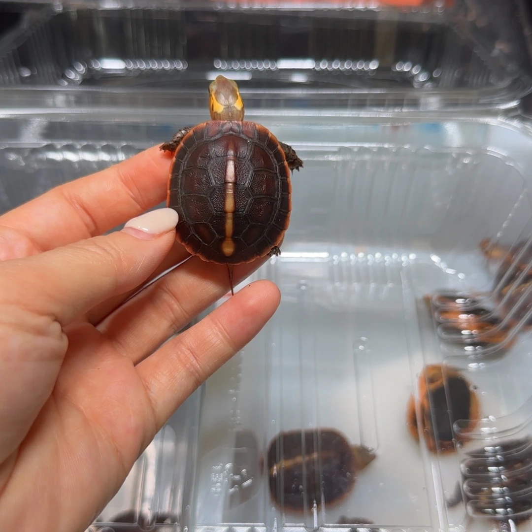 大***儿不分公母宠物龟黄缘苗子