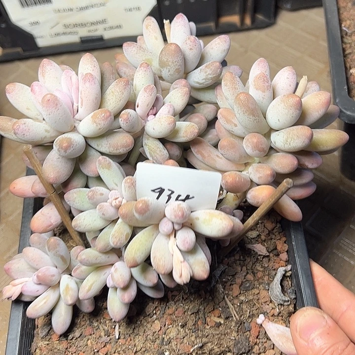 934/////////////////