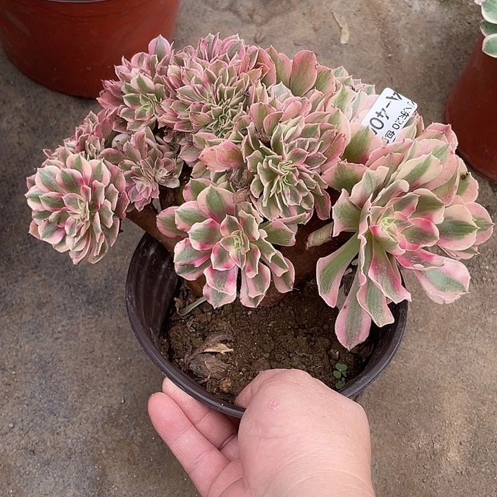 400女巫缀多肉满20包邮