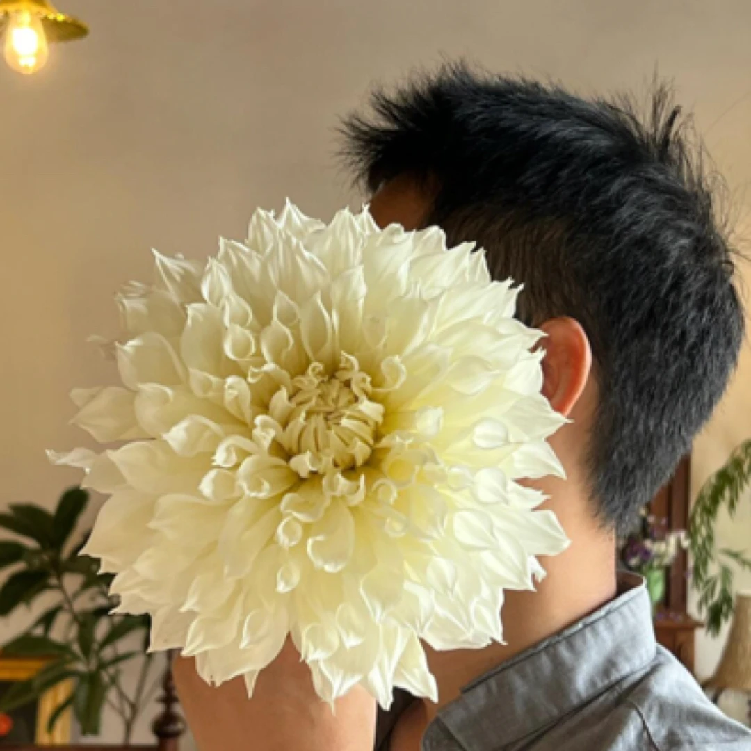 [佛卢雷勒]进口大丽花多年生盆栽地栽送肥料