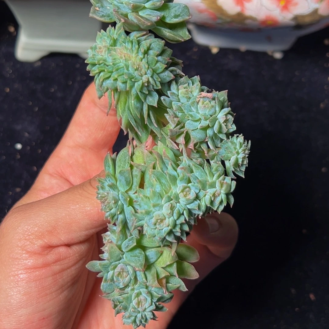 新年快乐 新年快乐