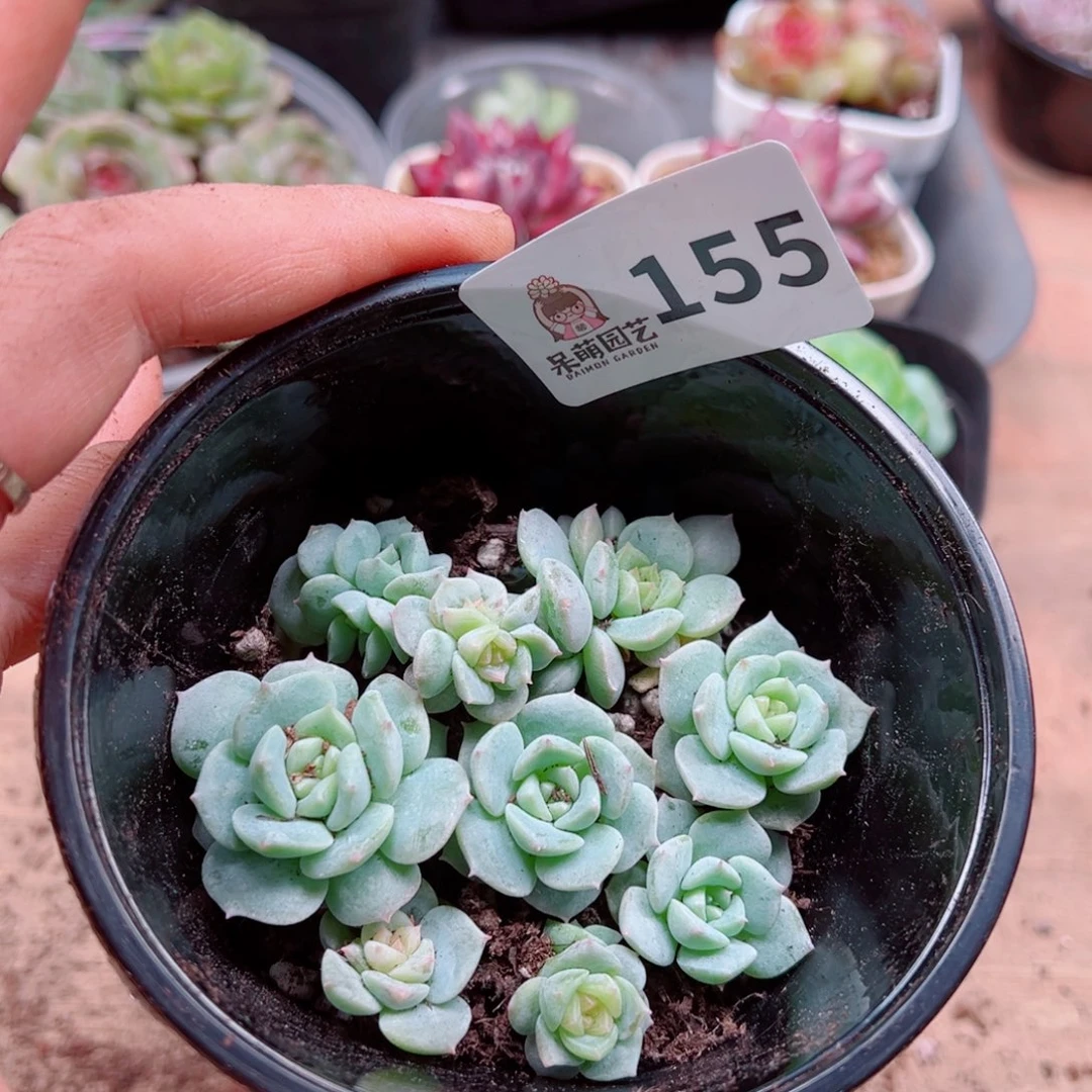多肉植物多肉植物