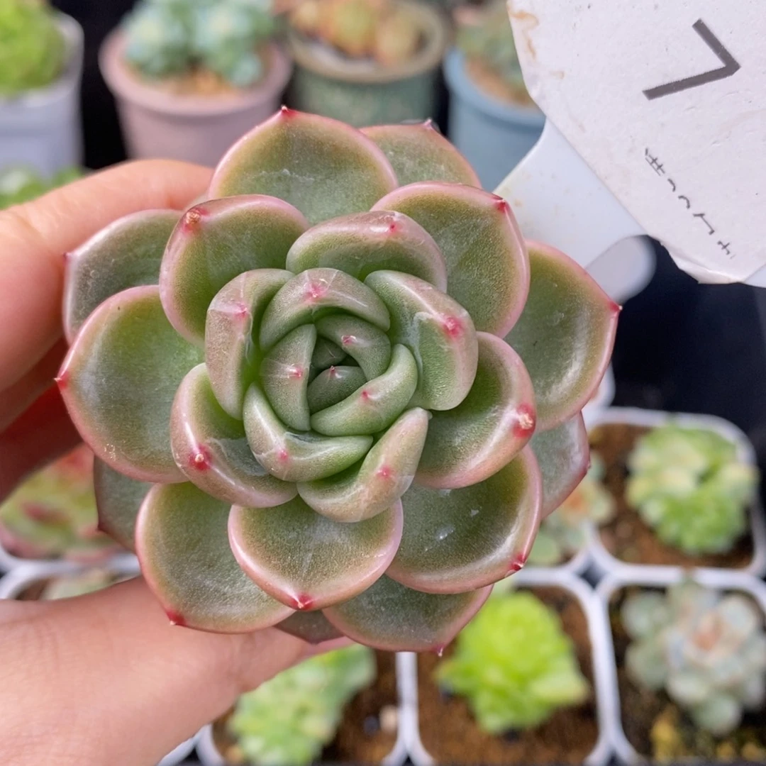 珍妮单头福利一颗4号