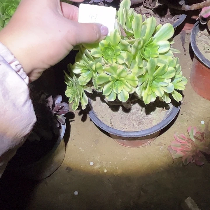 *️****多肉法师植物链接41