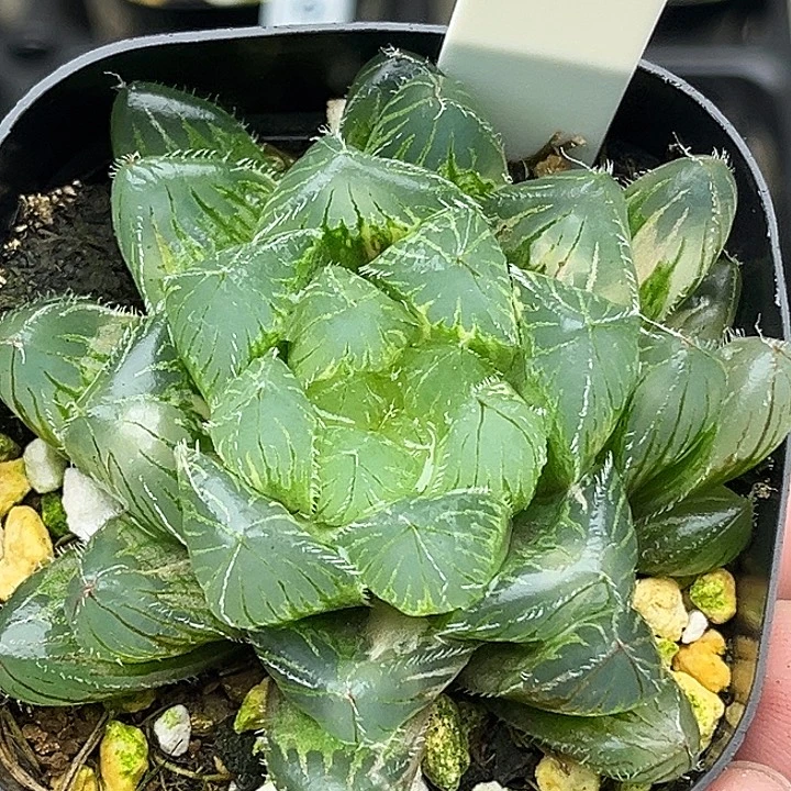 22大窗冰魄玉露锦